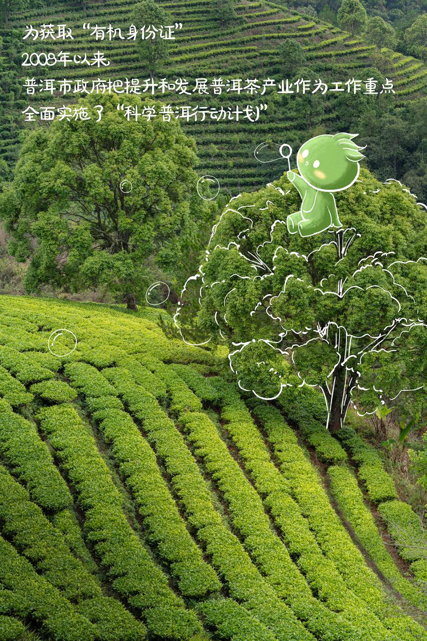 普洱生态有机茶的秘密（一）：有机茶认证企业和认证证书数全国第一